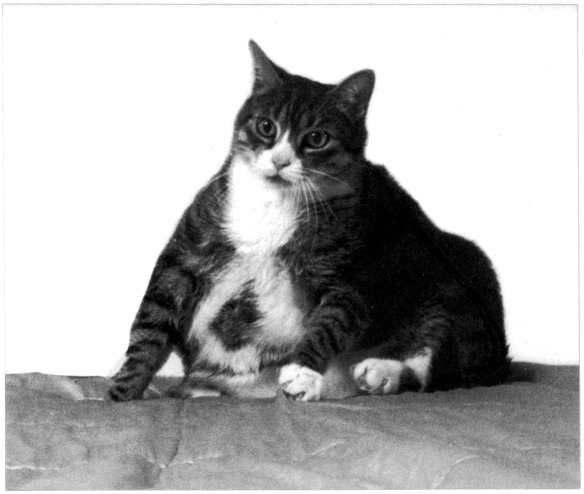 Fat Cat 01